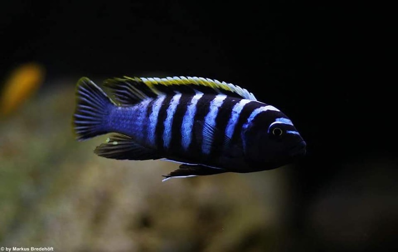 Cynotilapia zebroides 'Likoma Island'